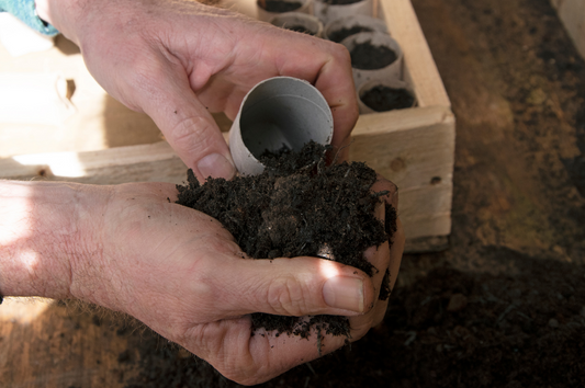How to start seedlings in old toilet rolls