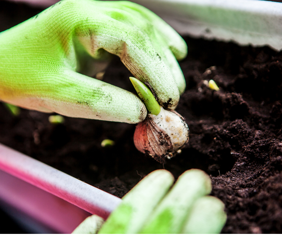 Maximise your garden planters with bulb layering!