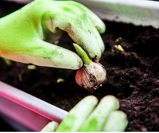 Maximise your garden planters with bulb layering!